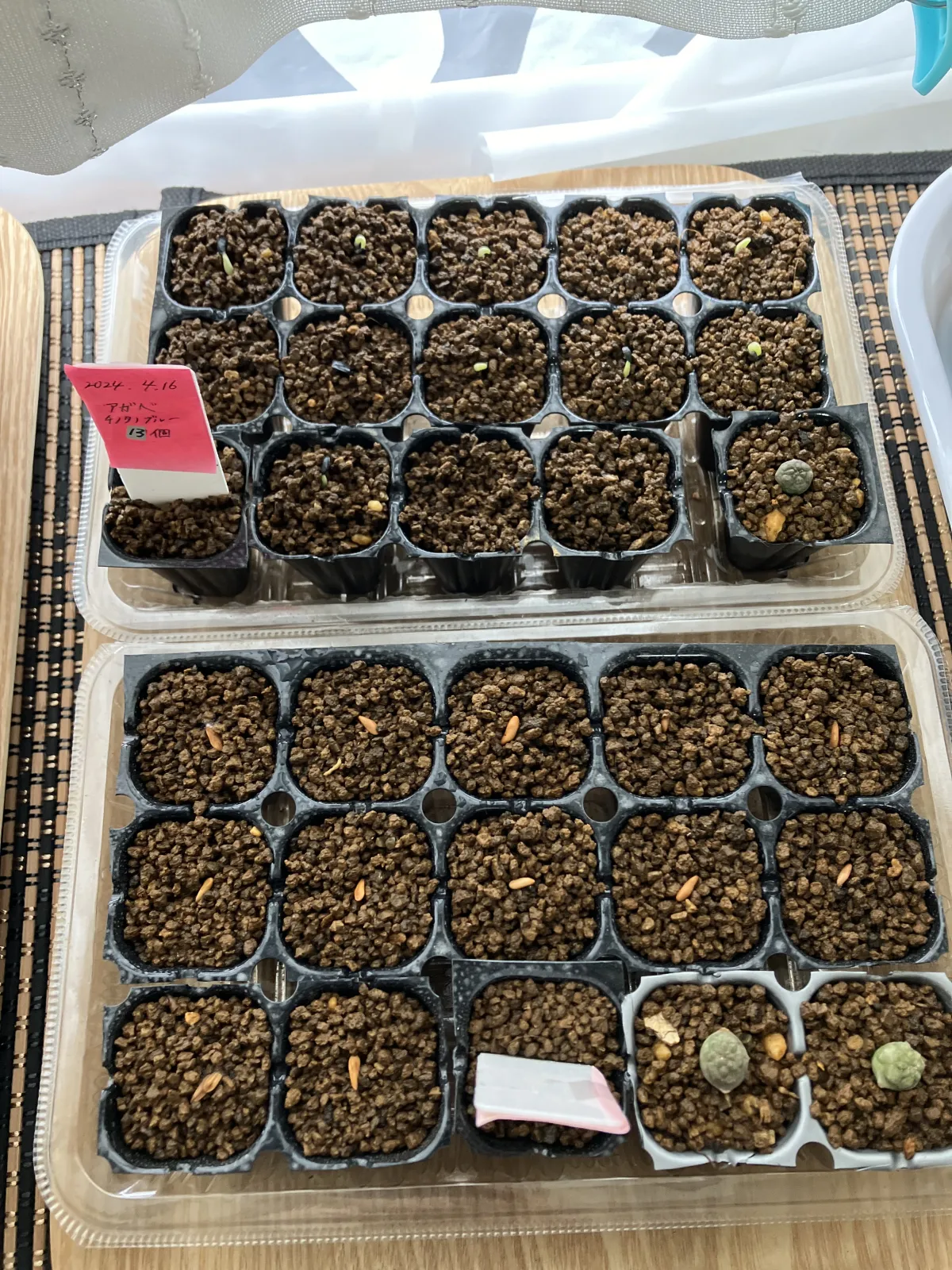 Agave titanota Blue Lot. (アガベ チタノタブルー)