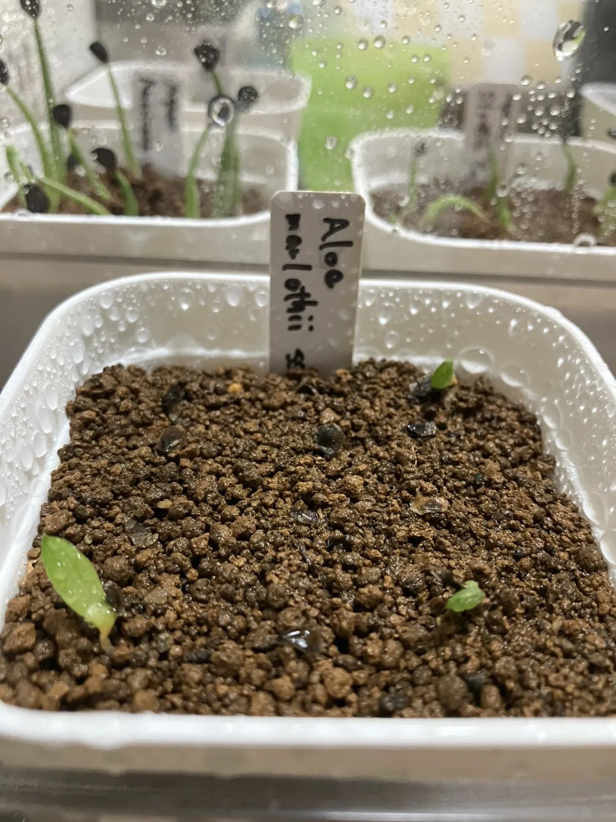 Aloe marlothii ssp. marlothii (アロエ マルロシー)