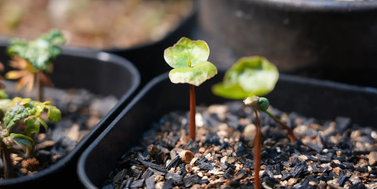 Commiphora monstruosa (コミフォラ モンストローサ)