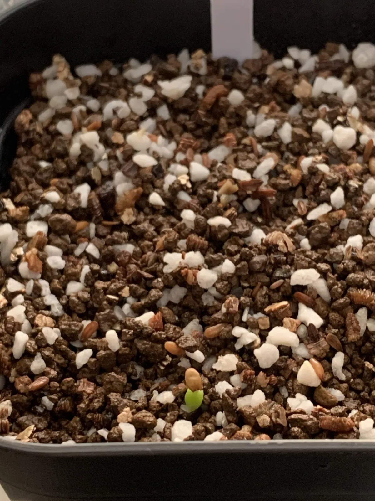 Pachypodium brevicaule ssp. brevicaule ([モニター種子] パキポディウム ブレビカウレ)