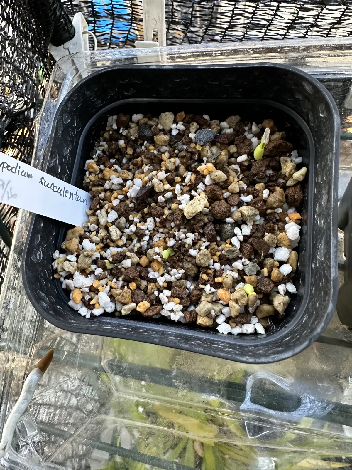 Pachypodium succulentum (パキポディウム サキュレンタム)