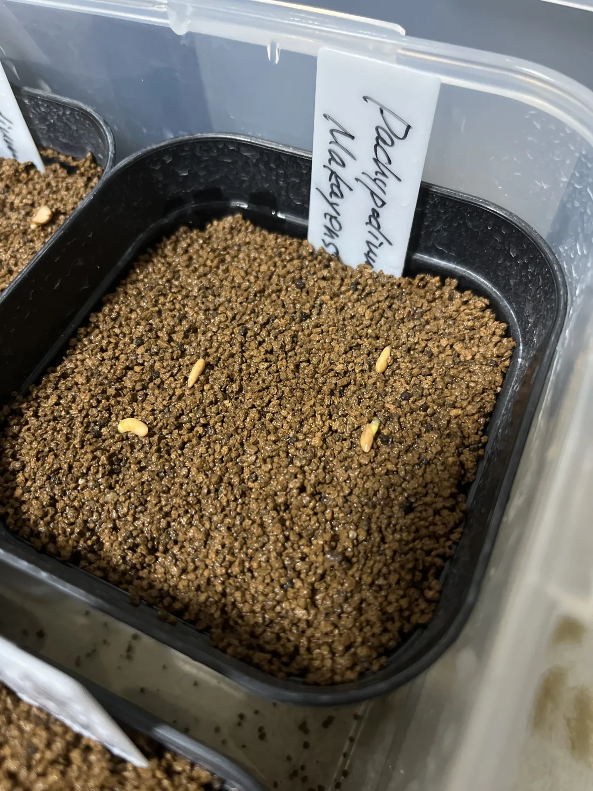Pachypodium rosulatum ssp. makayense (パキポディウム マカイエンセ)