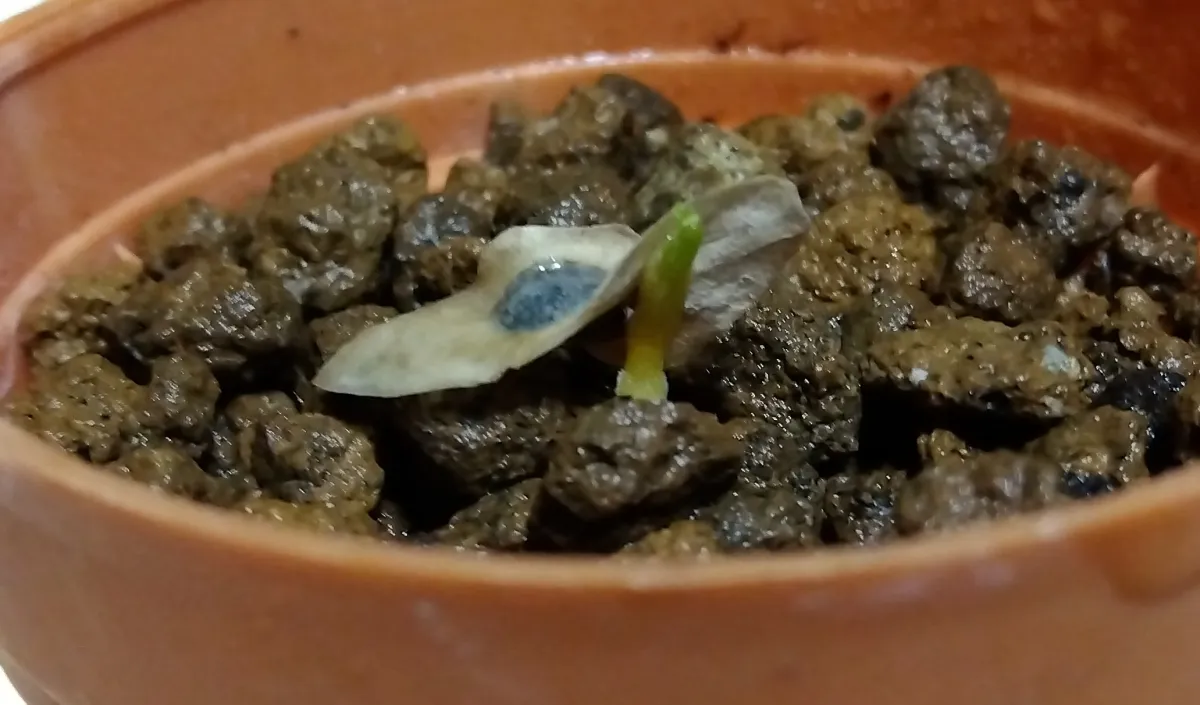 Aloe barberae (アロエ バルベラエ)