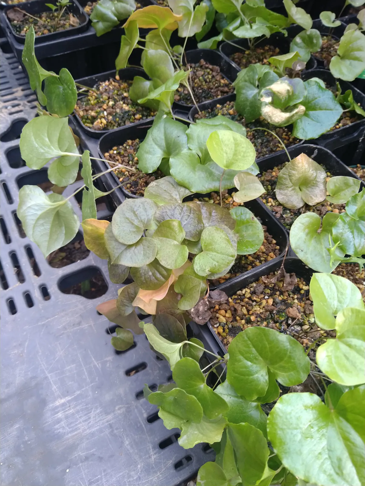 Dioscorea elephantipes Lot. (ディオスコレア エレファンティペス)