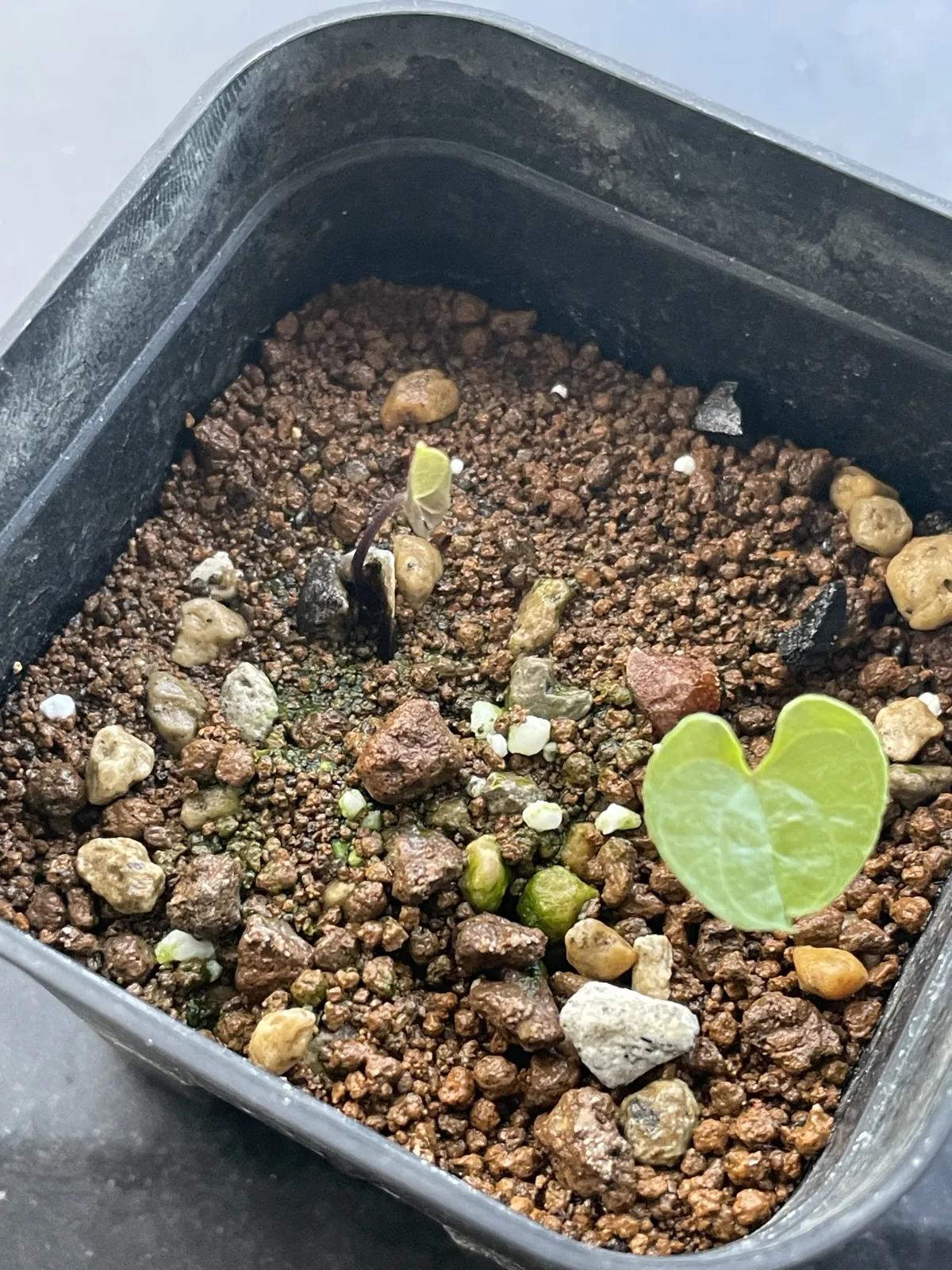 Dioscorea elephantipes Lot. (ディオスコレア エレファンティペス)