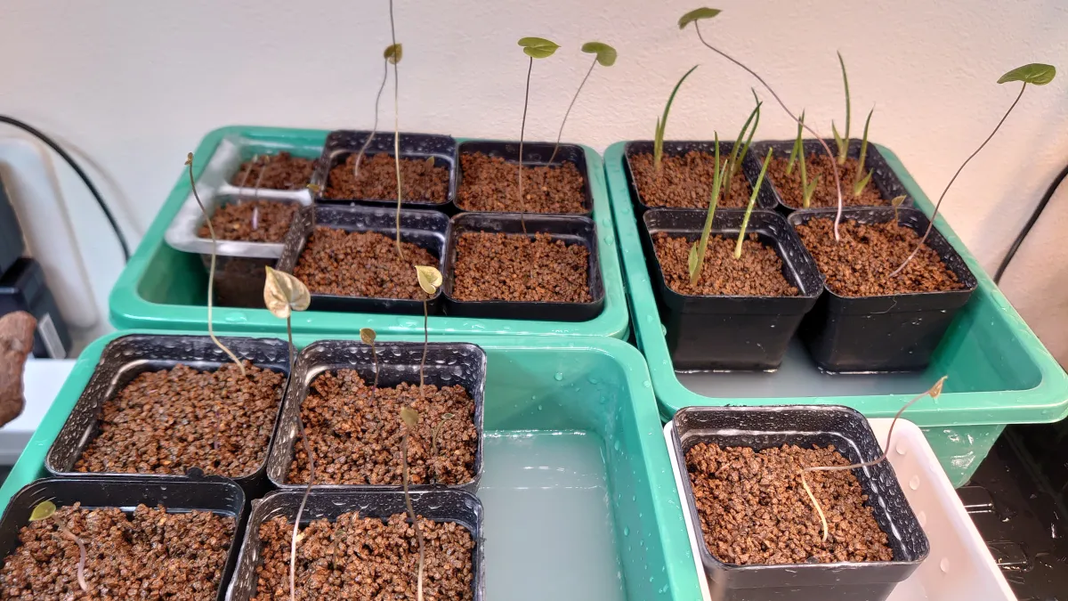 Dioscorea elephantipes Lot. (ディオスコレア エレファンティペス)