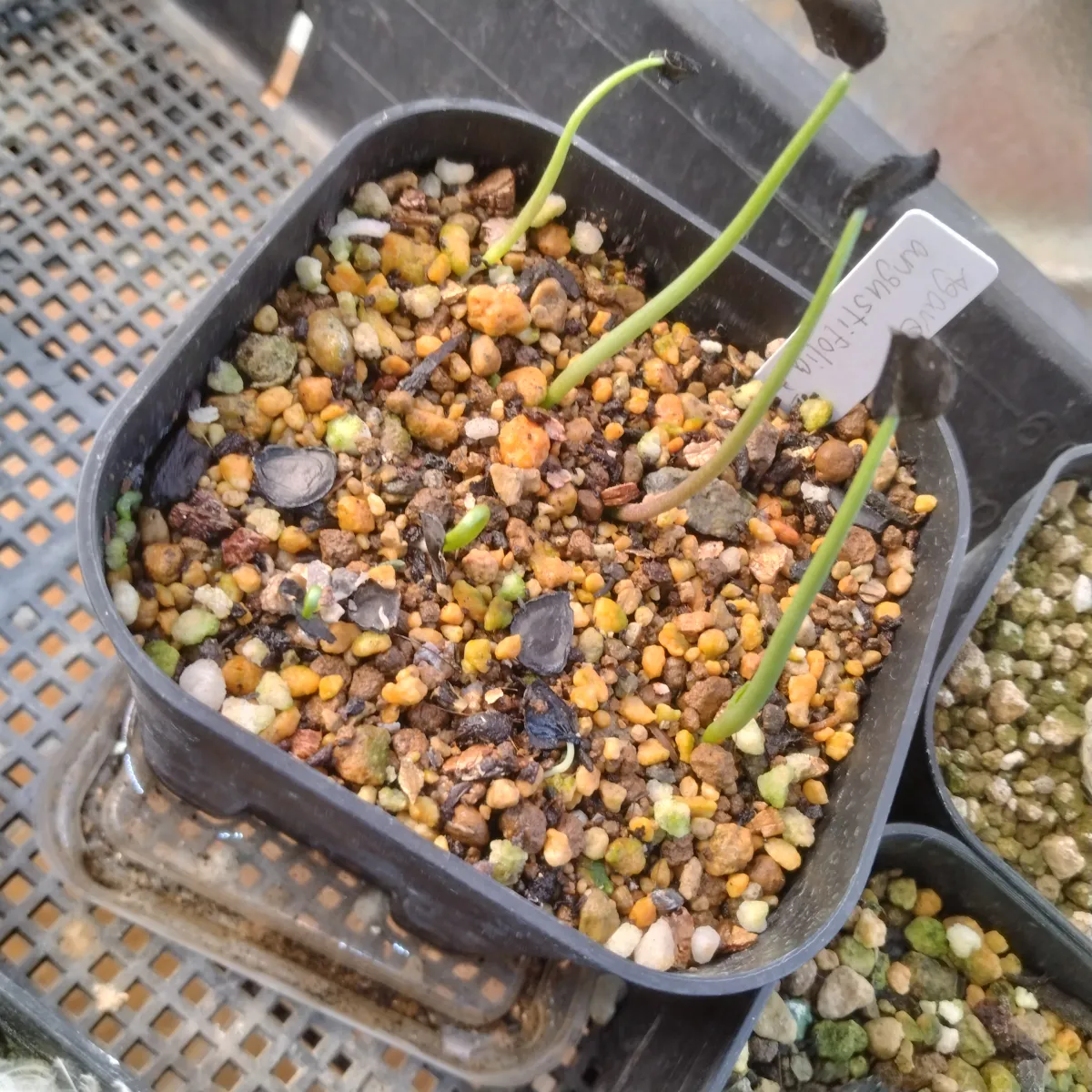 Agave angustifolia (アガベ アンガスティフォリア)