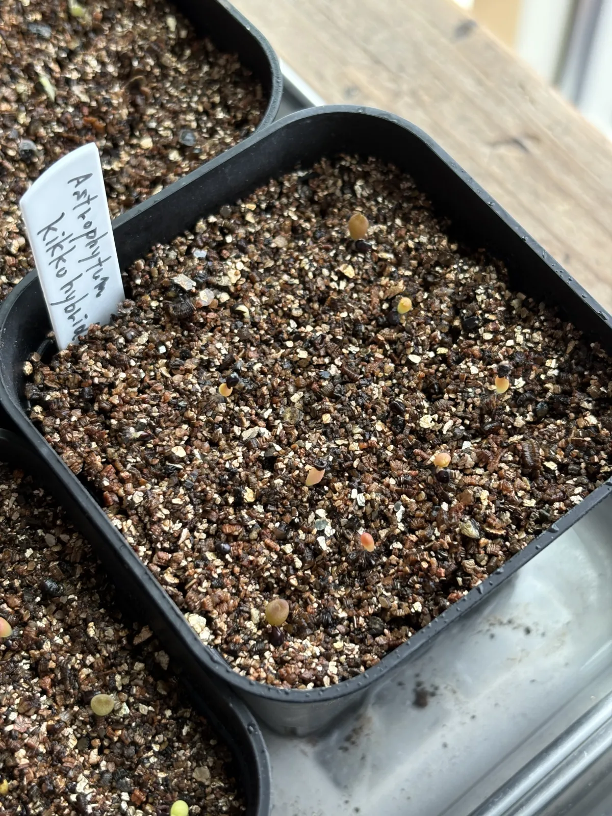 Astrophytum kikko hybrid (アストロフィツム 亀甲ハイブリッド)