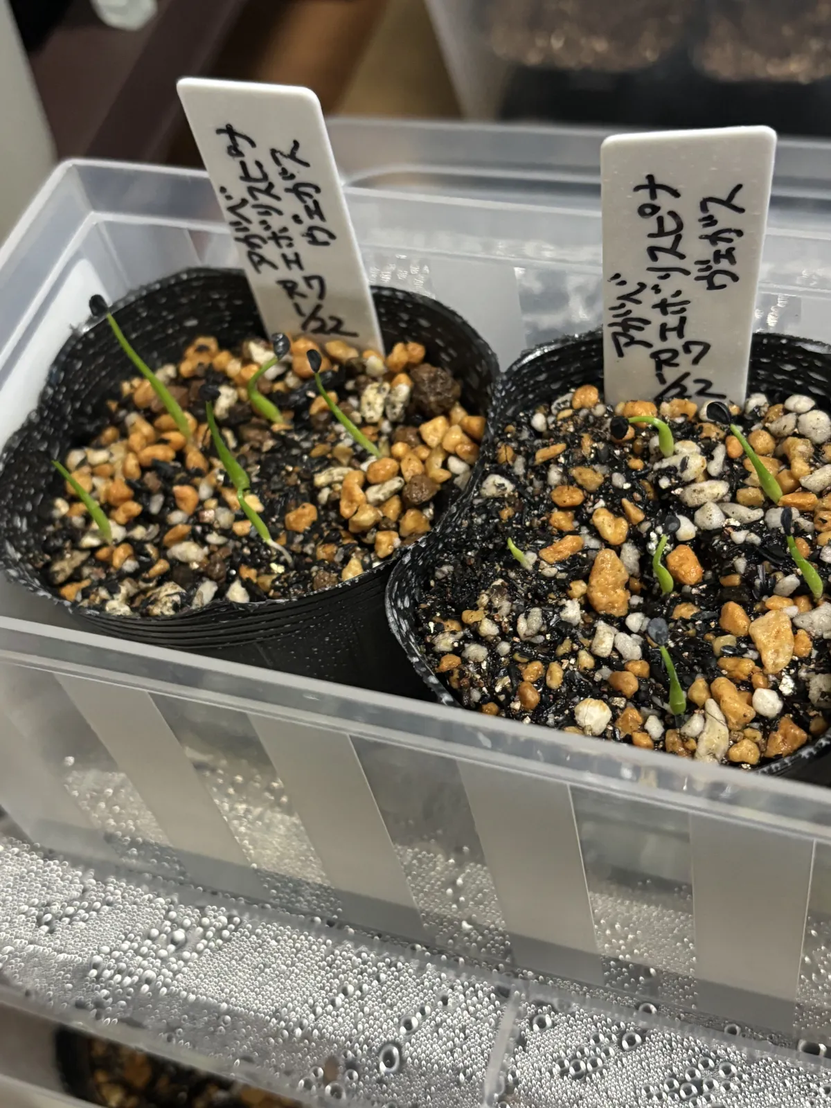 Agave utahensis var. eborispina Vegas (アガベ エボリスピナ ヴェガス)