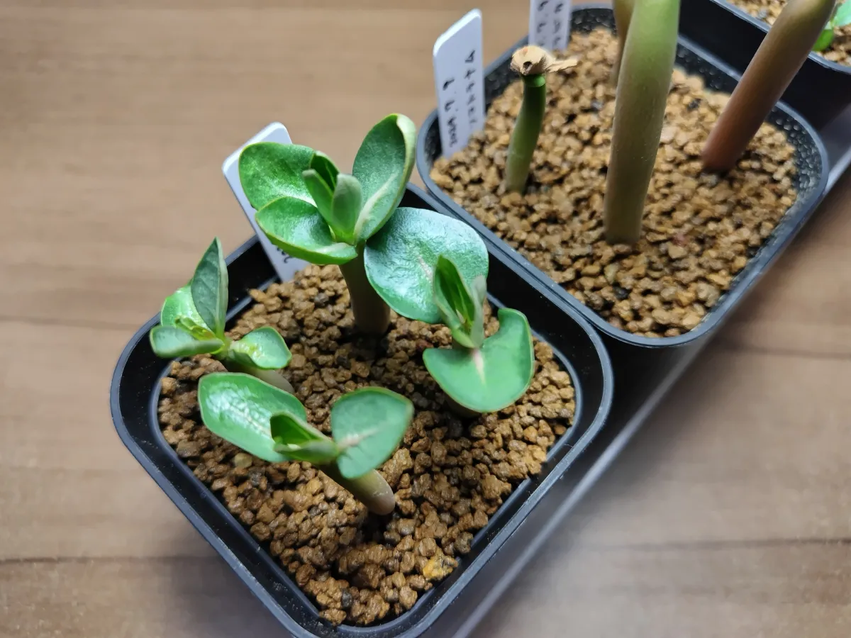 KHZ Adenium thai socotranum KHZ (アデニウム タイ ソコトラナム)