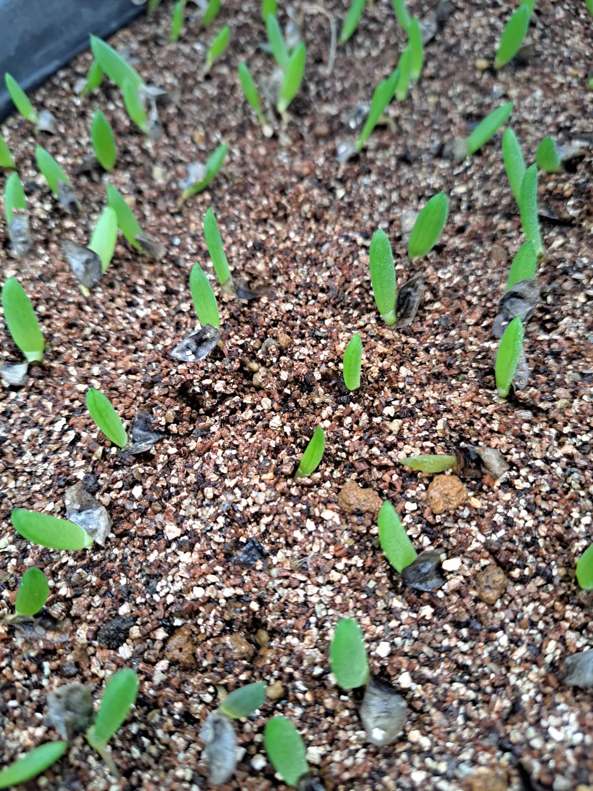 Aloe ramosissima (アロエ ラモシシマ)