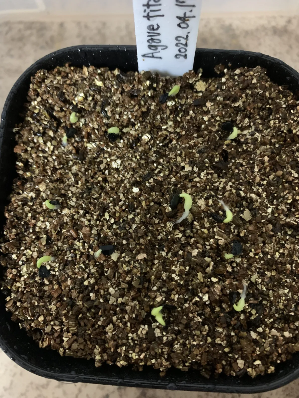Agave titanota Blue Lot. (アガベ チタノタブルー)
