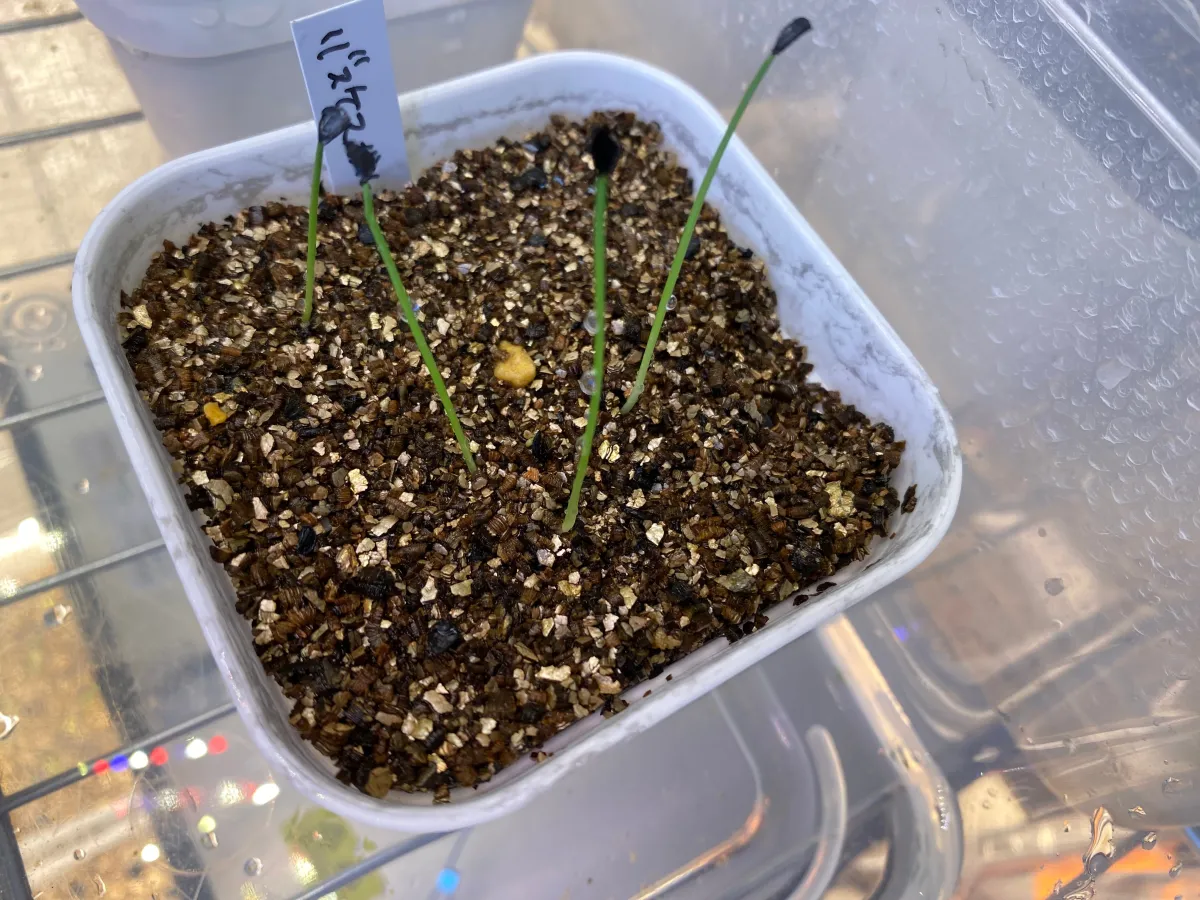 Agave vazquezgarciae (アガベ バスケスガルシア)