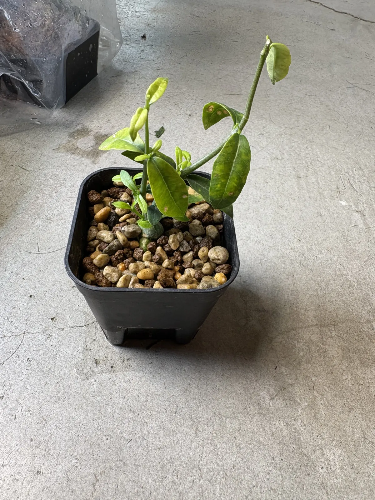 Fockea edulis (フォッケア 火星人)