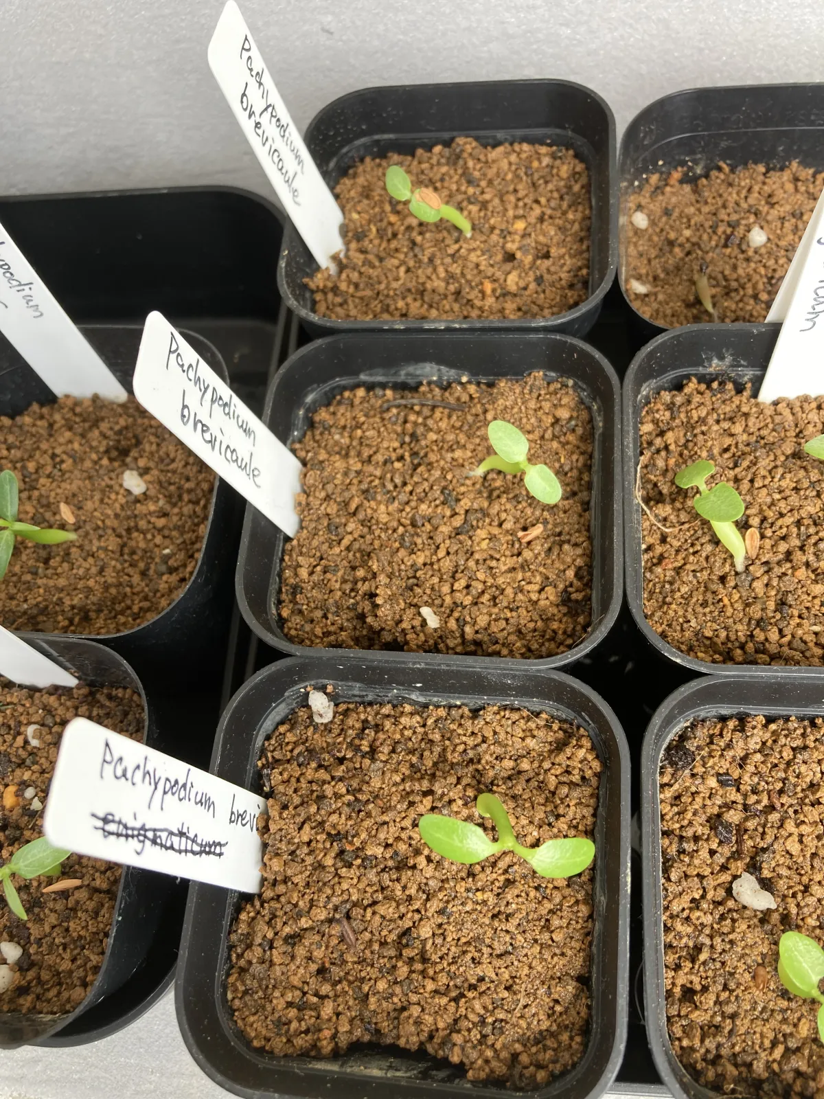 Pachypodium brevicaule (パキポディウム ブレビカウレ（長茎）)