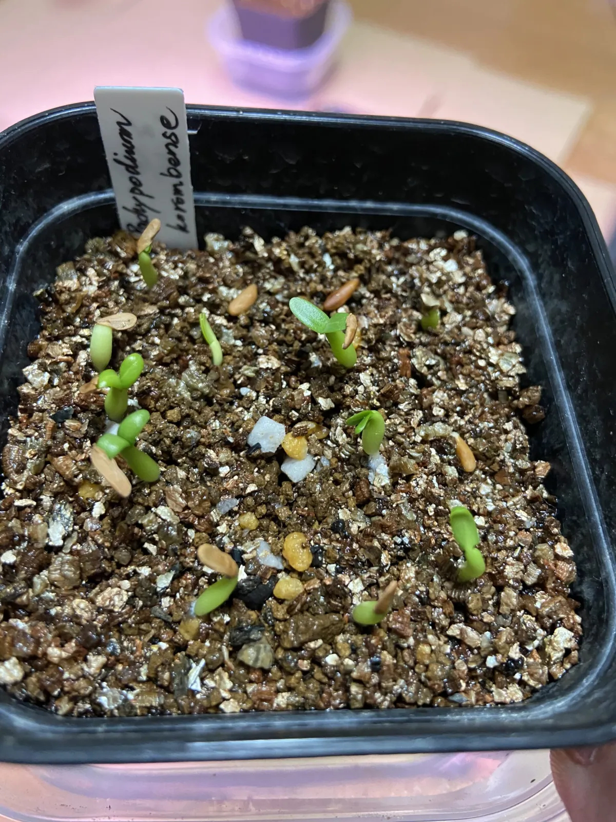 Pachypodium horombense (パキポディウム ホロンベンセ)