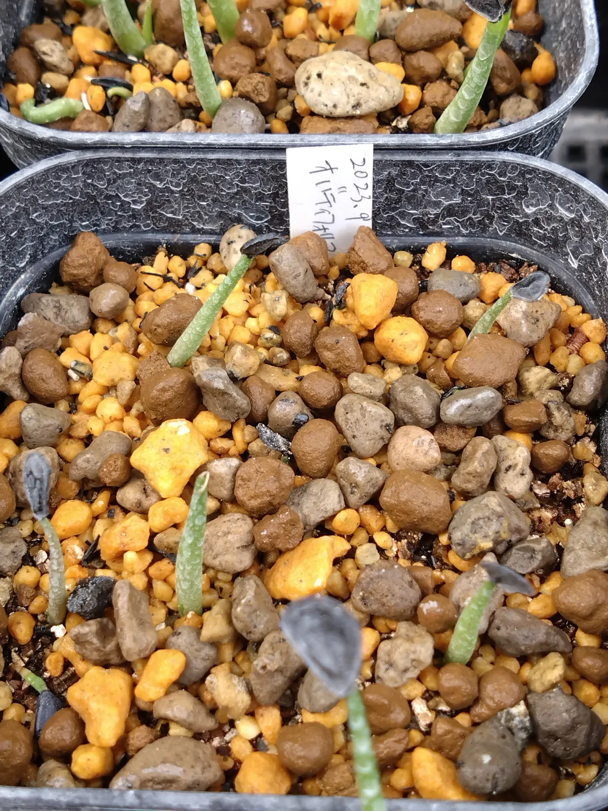 Agave ovatifolia (アガベ オバティフォリア)