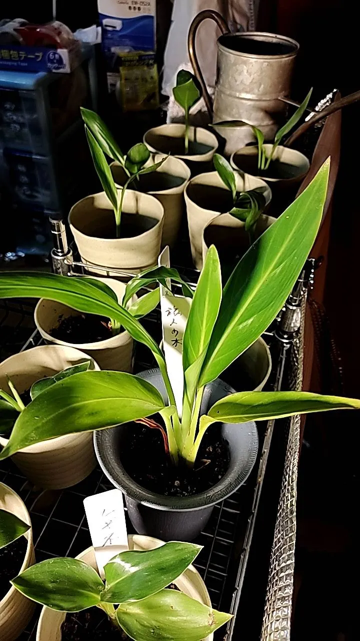 Ravenala madagascariensis (ラベナラ マダガスカリエンシス)