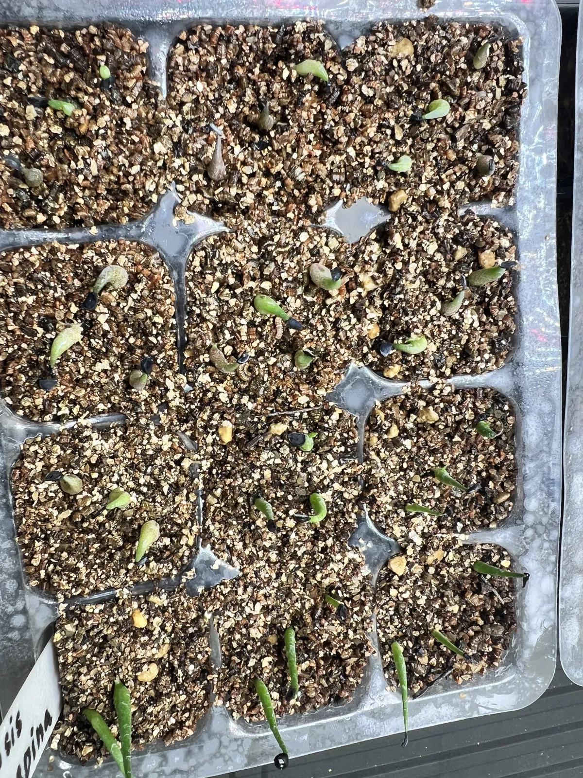 Agave oteroi Lot. (アガベ オテロイ)