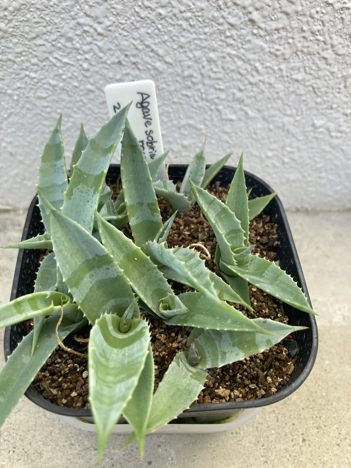 Agave sobria ssp. roseana (アガベ ソブリア ロゼアナ)