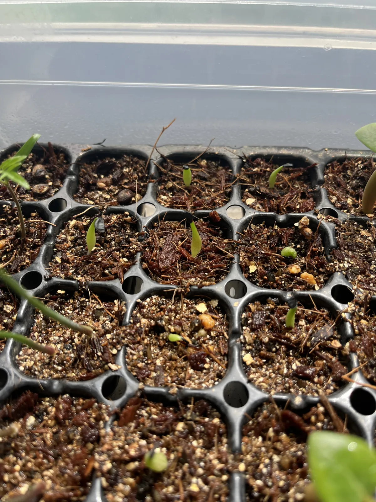 Agave oteroi Lot. (アガベ オテロイ)