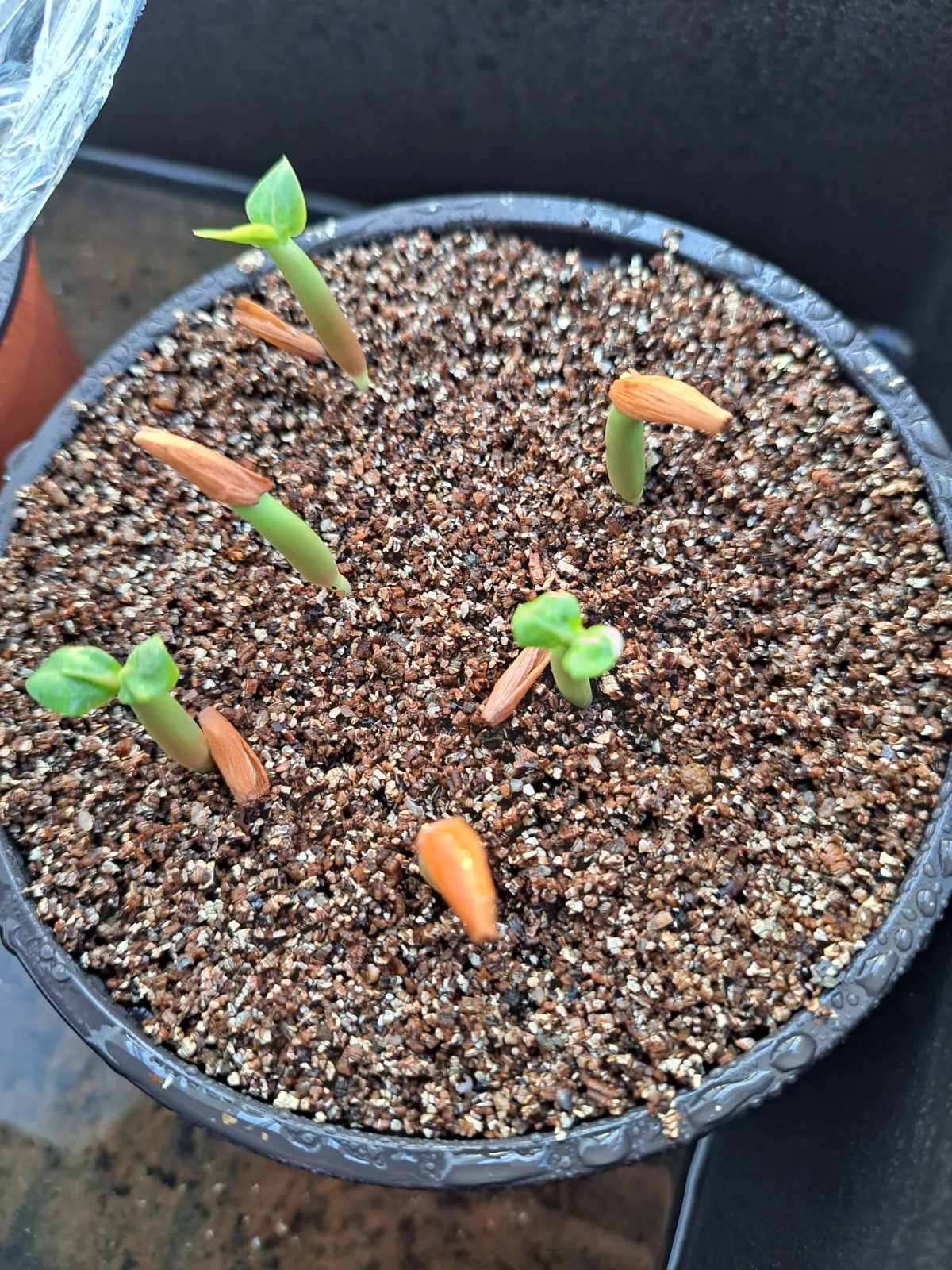 Adenium arabicum Alien (アデニウム エイリアン)