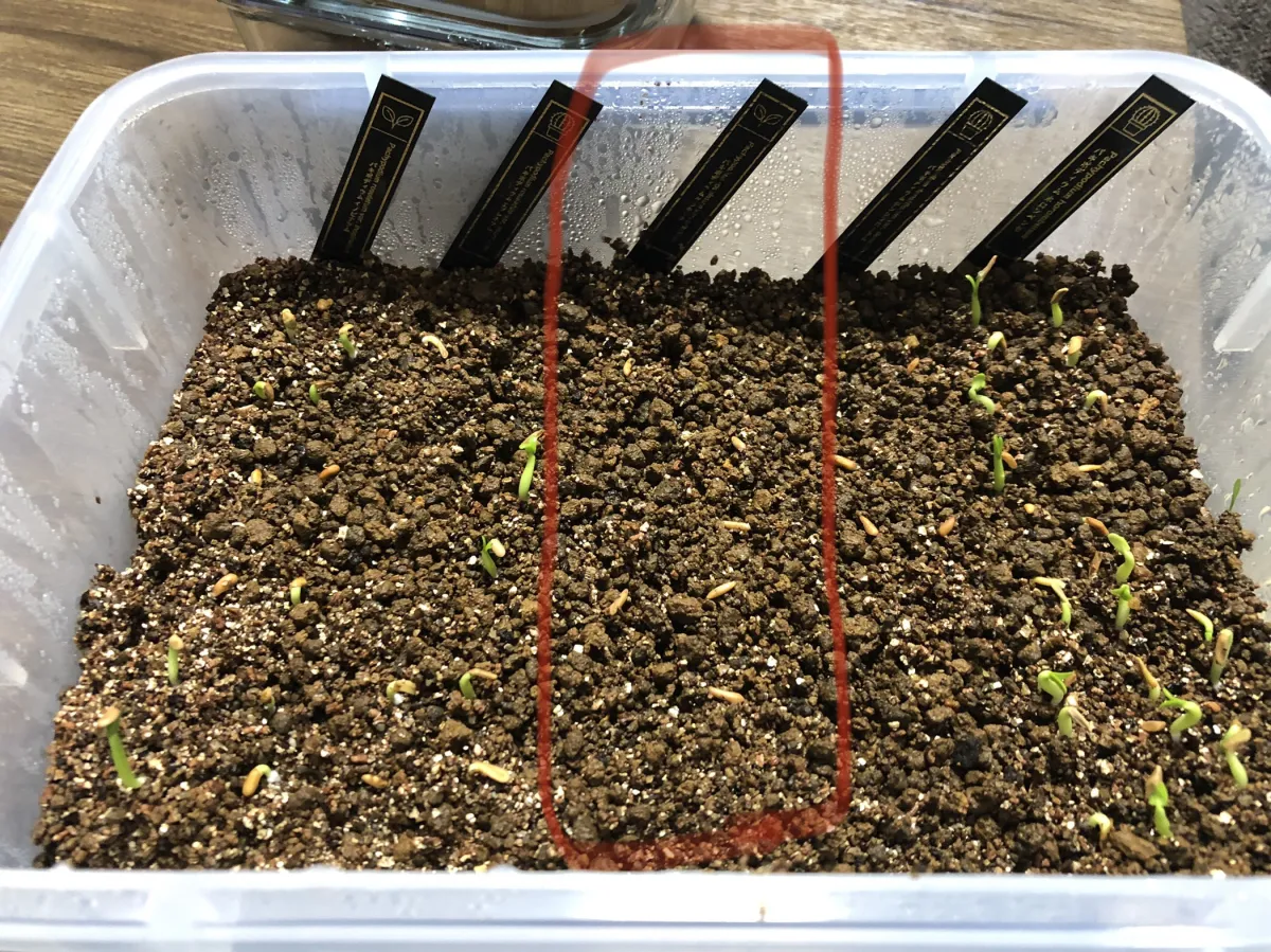 Pachypodium rosulatum var. gracilius ([無料種子] 発芽難 パキポディウム グラキリス　)