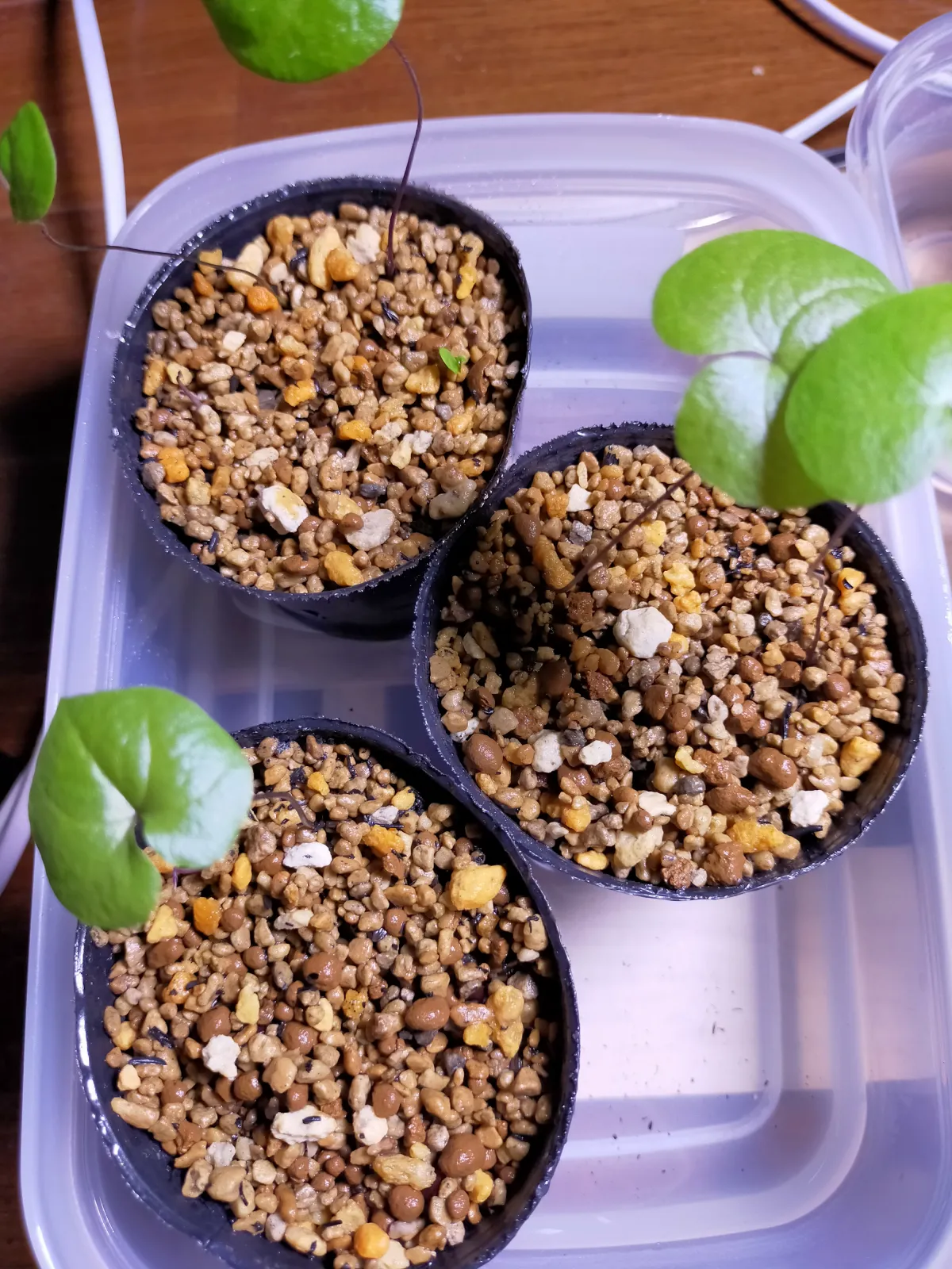 Dioscorea elephantipes Lot. (ディオスコレア エレファンティペス)