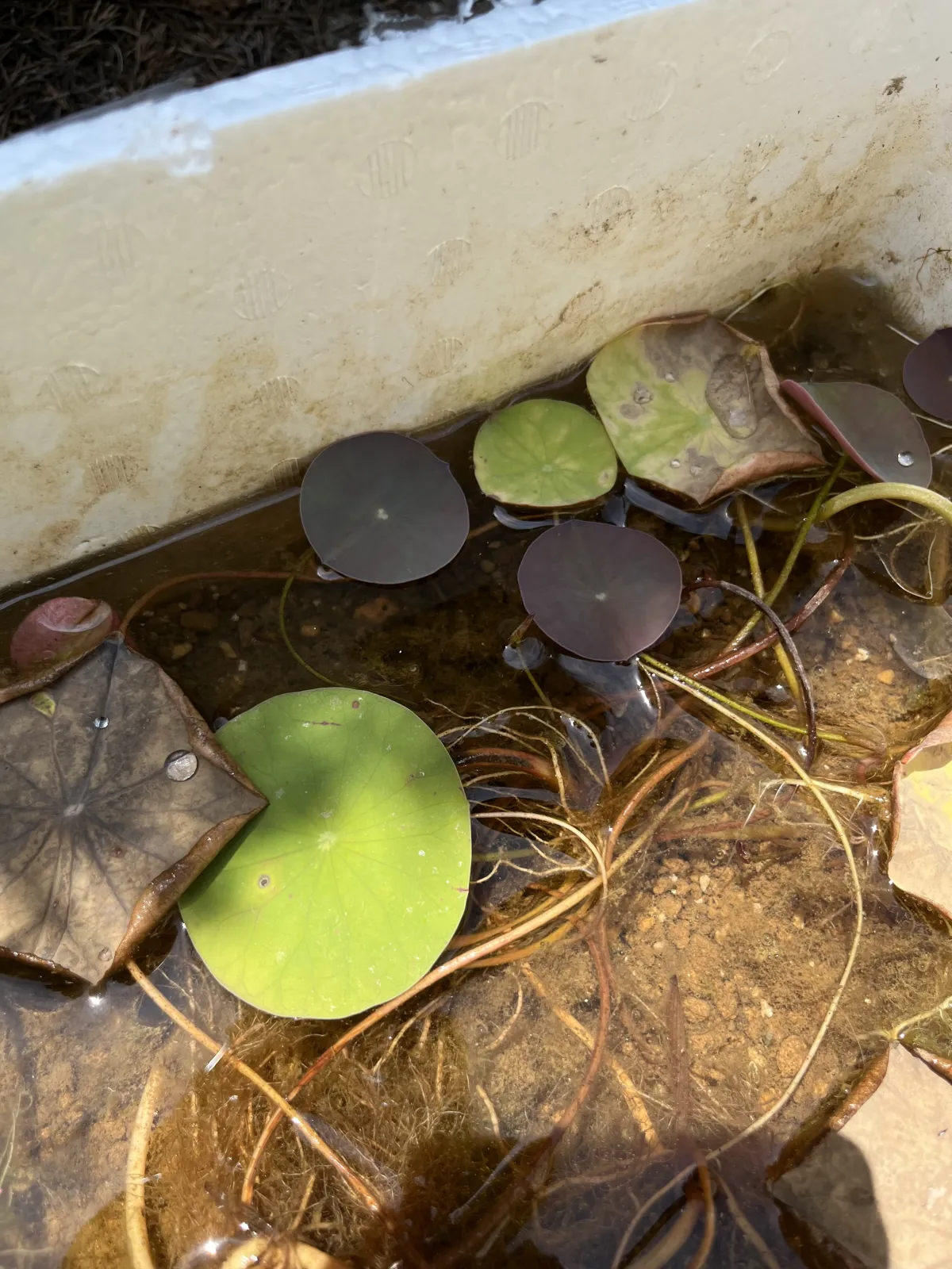 Nelumbo nucifera (ハス ヌキフェラ レッド)