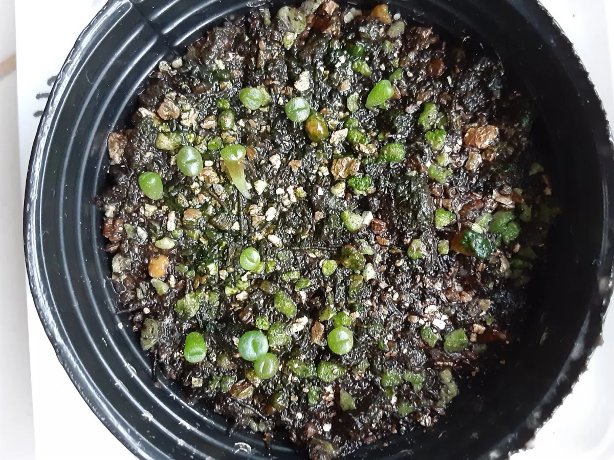 Lithops Mix Seeds (リトープス ミックス)
