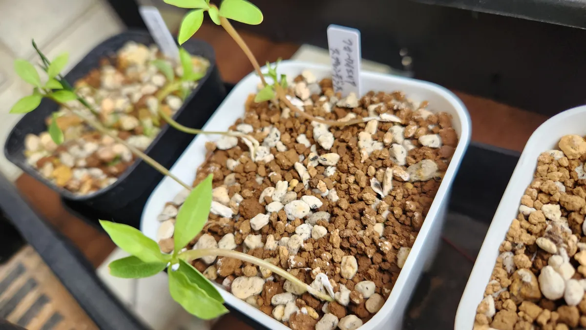 Fouquieria splendens ssp. splendens (フォークイエリア スプレンデンス)