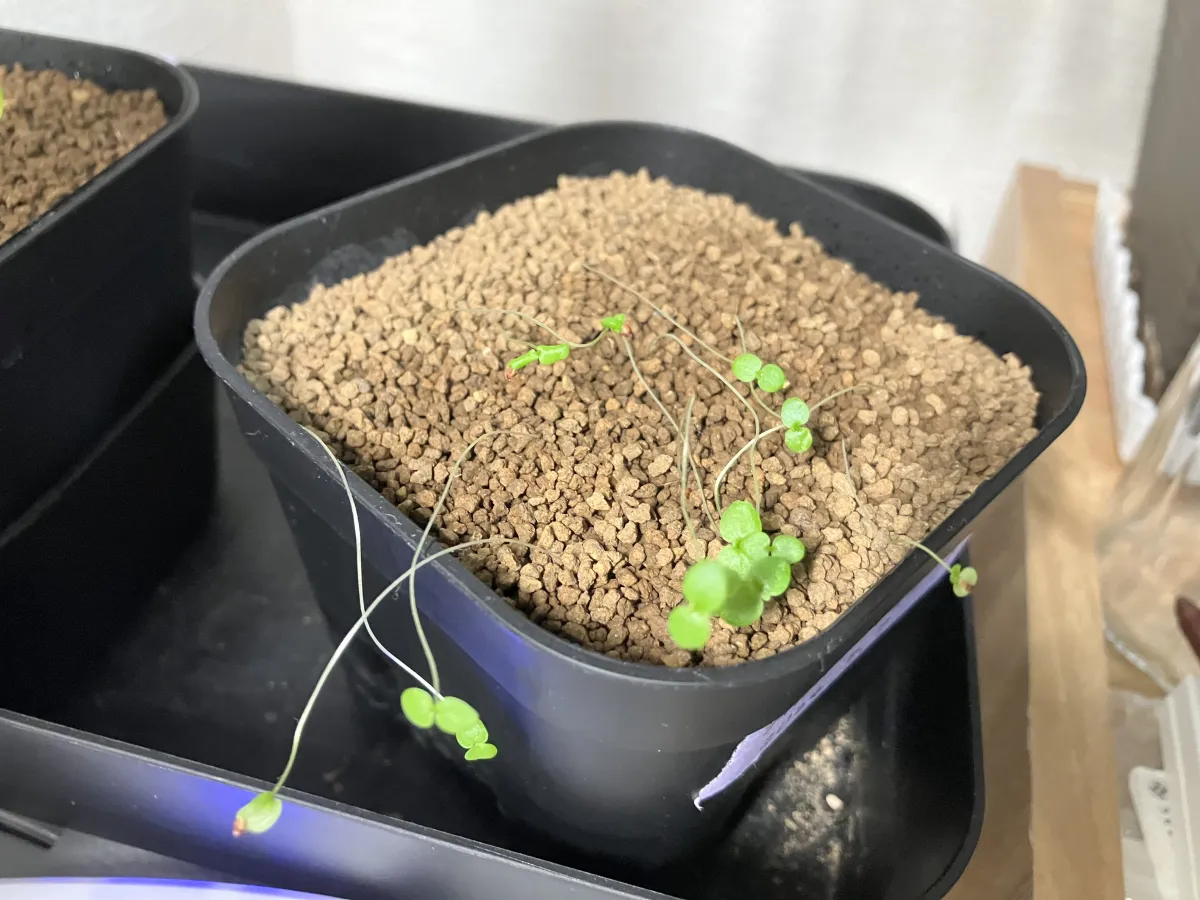 Ficus petiolaris (フィカス ペティオラリス)