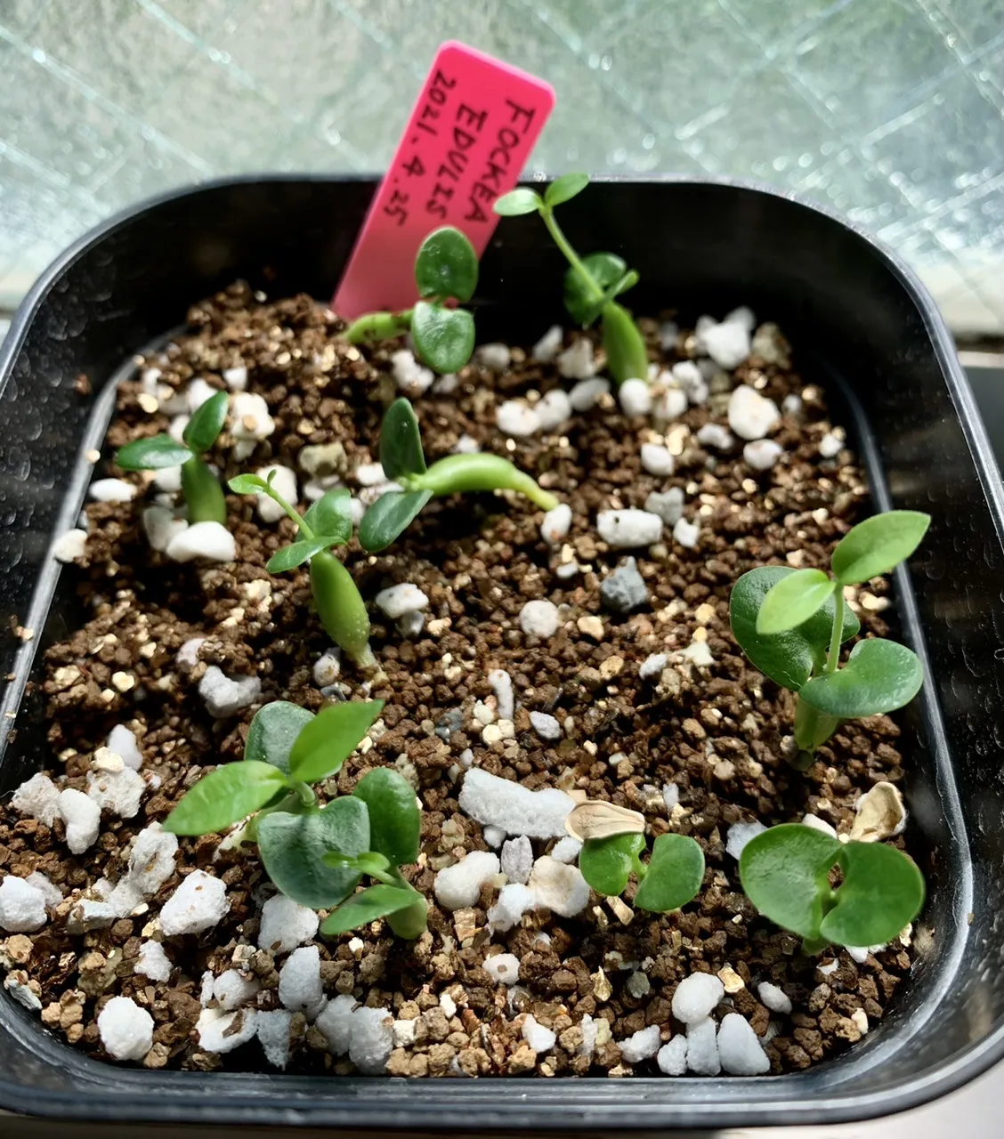 Fockea edulis (フォッケア 火星人)