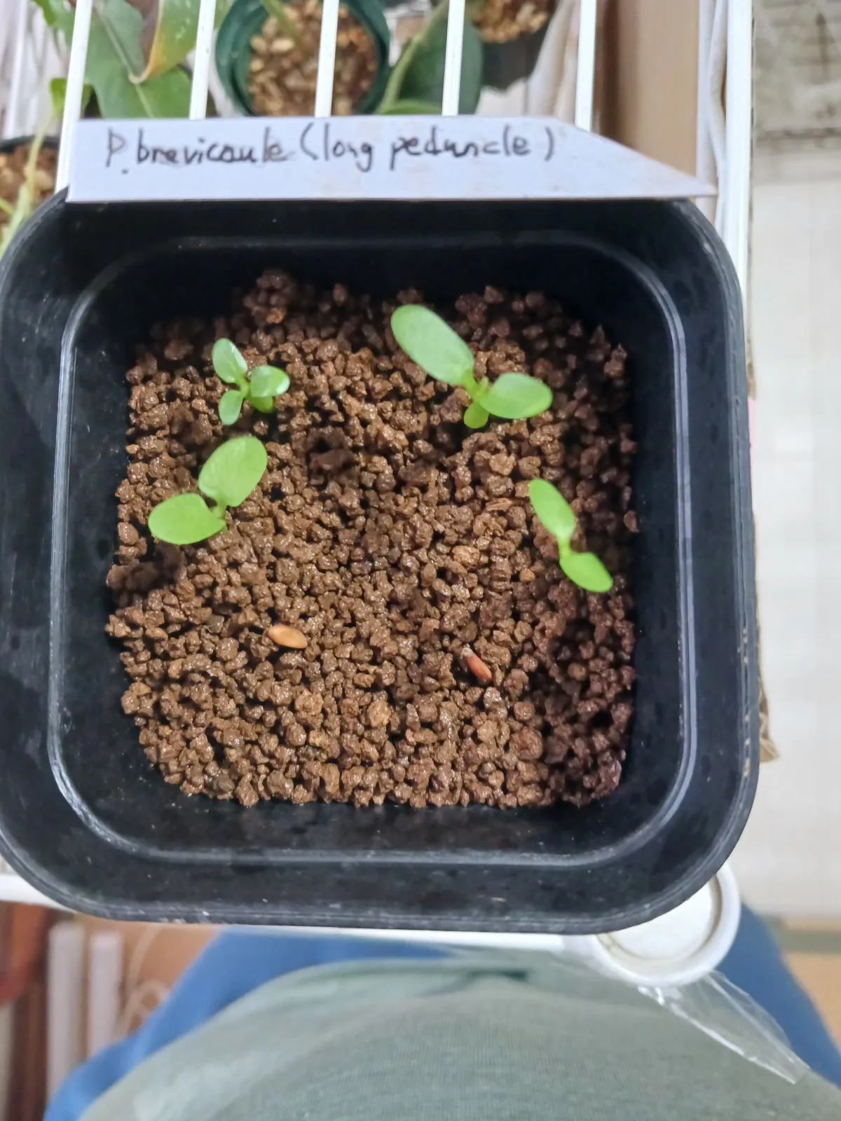 Pachypodium brevicaule (パキポディウム ブレビカウレ（長茎）)