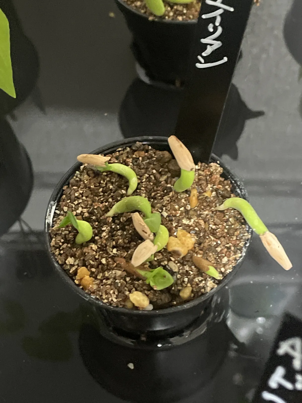 Adenium arabicum Alien (アデニウム エイリアン)