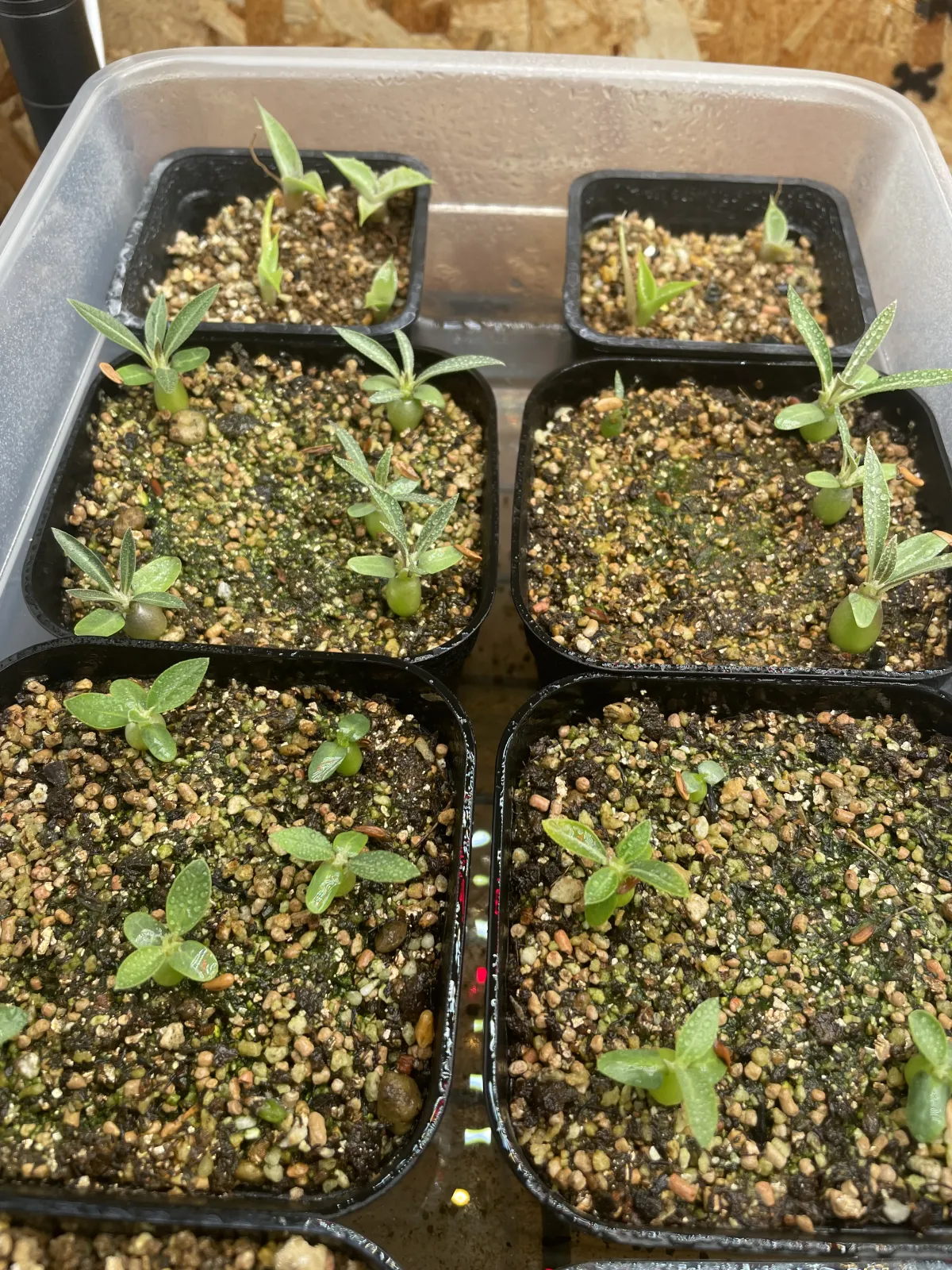 Pachypodium rosulatum var. gracilius ([無料種子] 発芽難 パキポディウム グラキリス　)