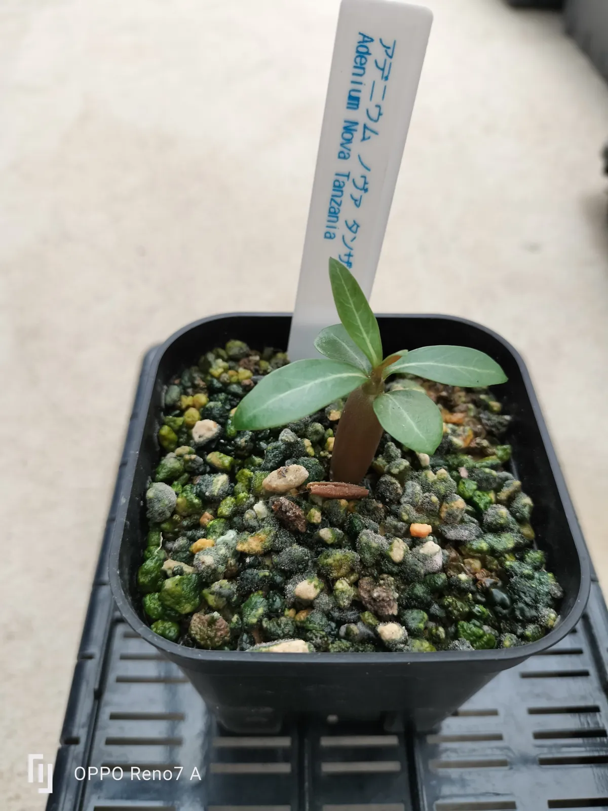Adenium somalense  Nova Tanzania (アデニウム ノヴァ タンザニア)