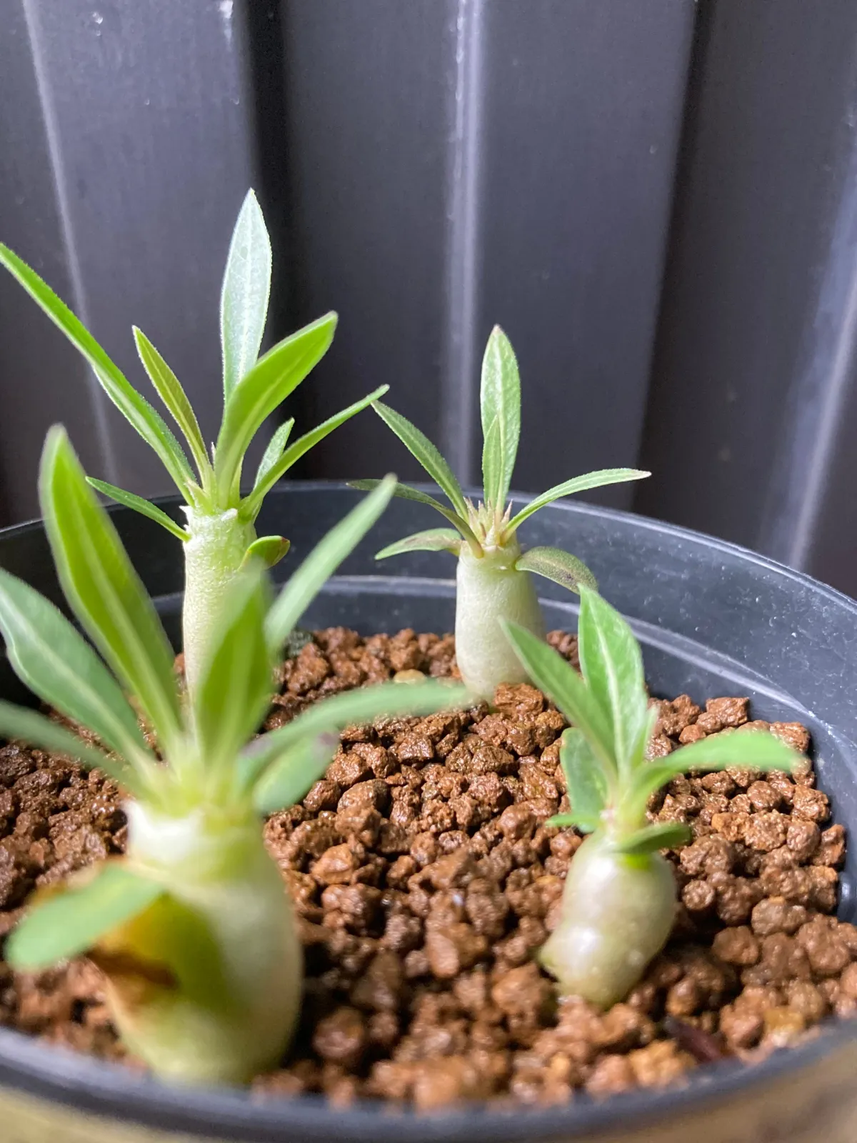 Pachypodium rosulatum ssp. makayense (パキポディウム マカイエンセ)