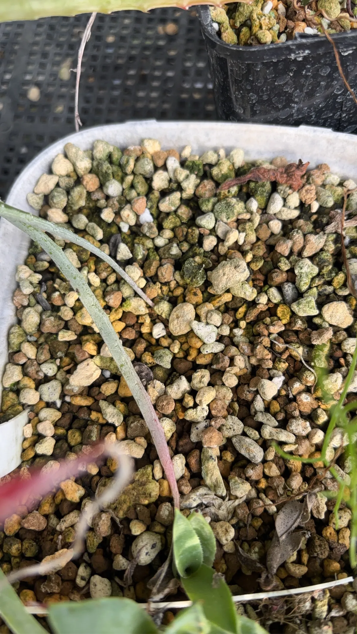 Agave victoriae-reginae ssp. swobodae (アガベ ビクトリアレジーナ スワボダエ)