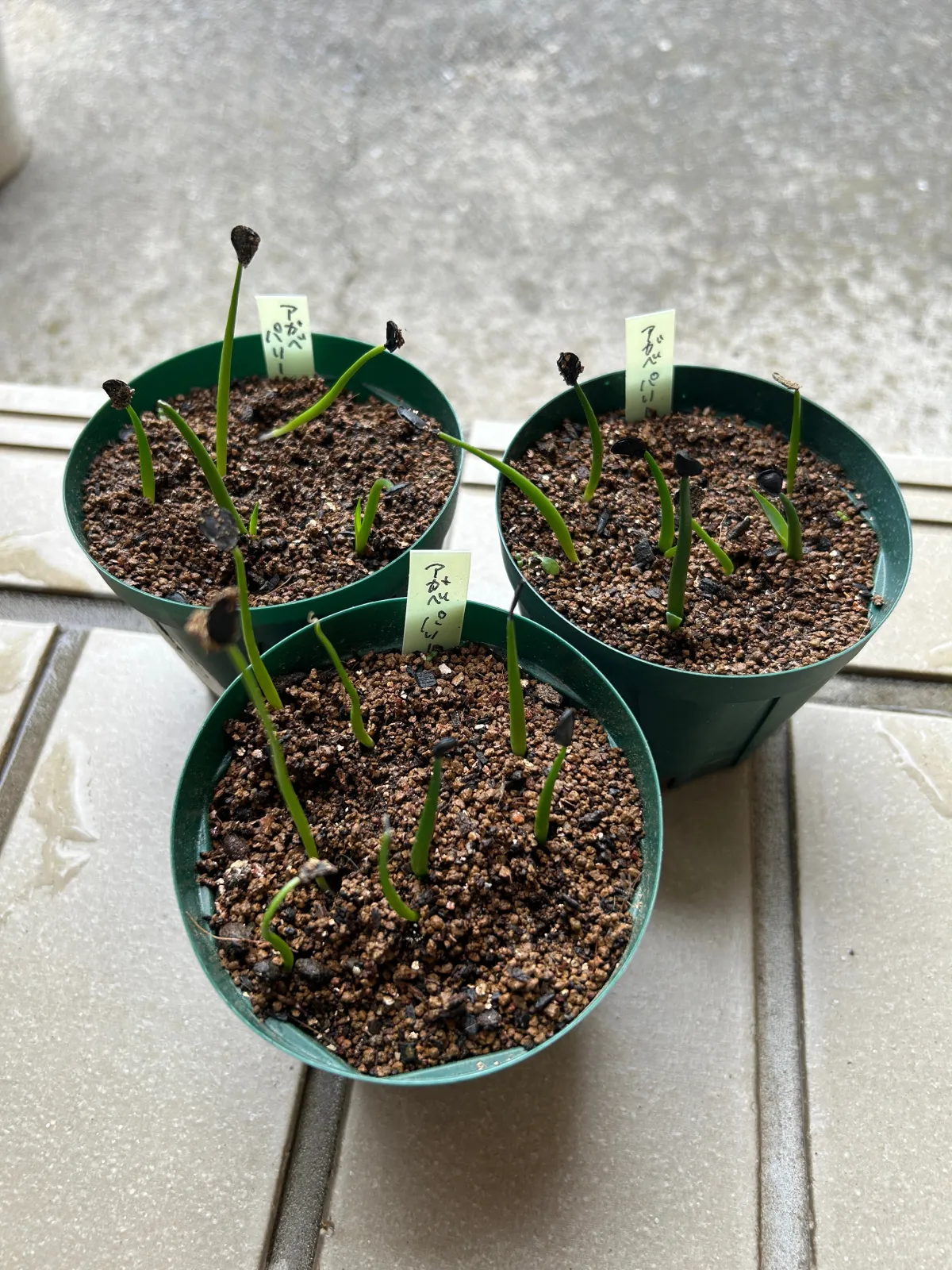 Agave parryi ssp. parryi (アガベ パリー)