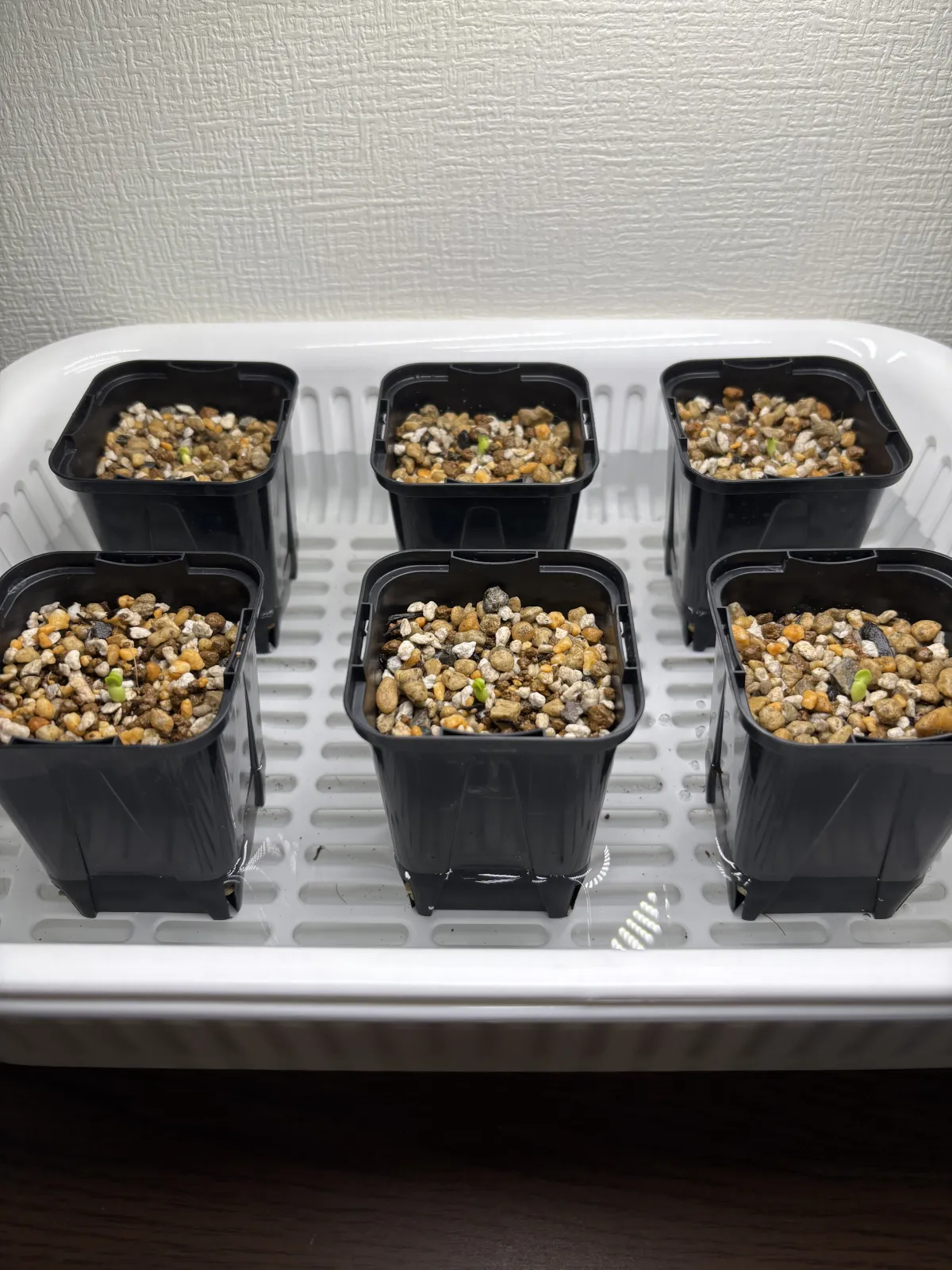 Pachypodium succulentum (パキポディウム サキュレンタム)