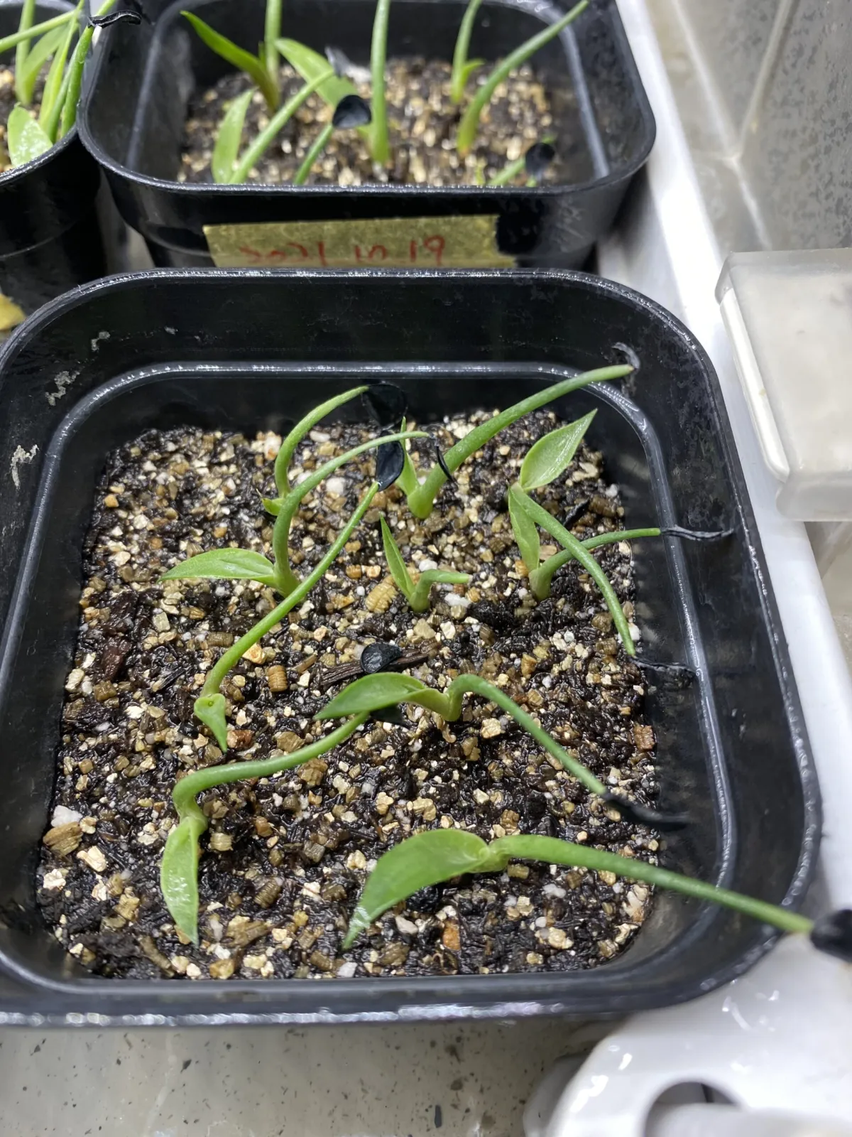 Agave seemanniana Pygmaea (アガベ ピグマエア)