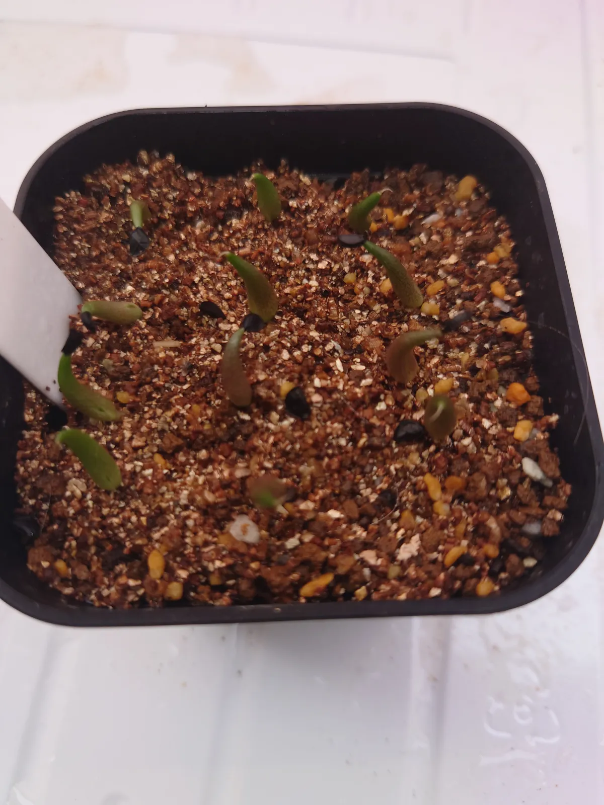 Agave oteroi Lot. (アガベ オテロイ)