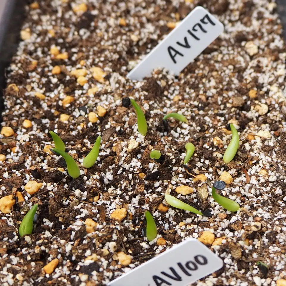Agave victoriae-reginae ssp. swobodae (アガベ ビクトリアレジーナ スワボダエ)
