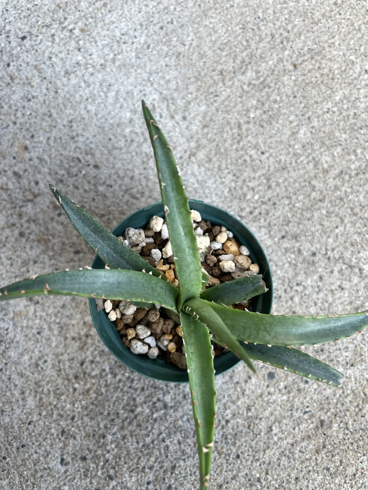Agave horrida ssp. horrida (アガベ ホリダ)
