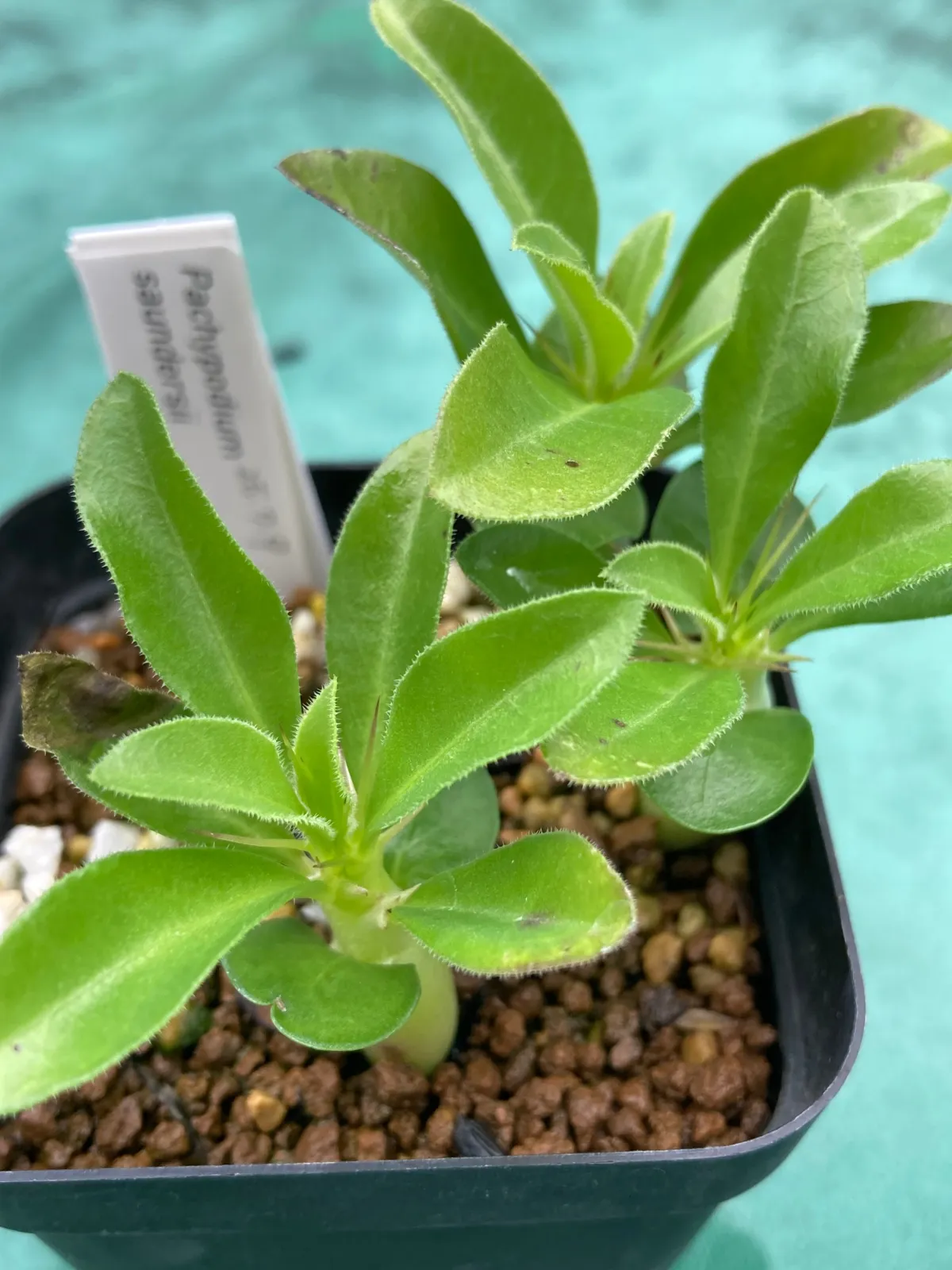 Pachypodium saundersii ([発芽チャレンジ 終了しました] パキポディウム サンデルシー 白馬城)