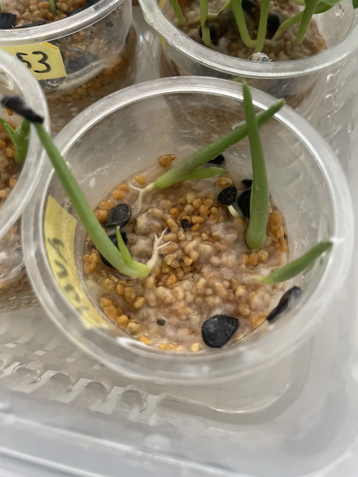 Agave macroacantha (アガベ マクロアカンサ)