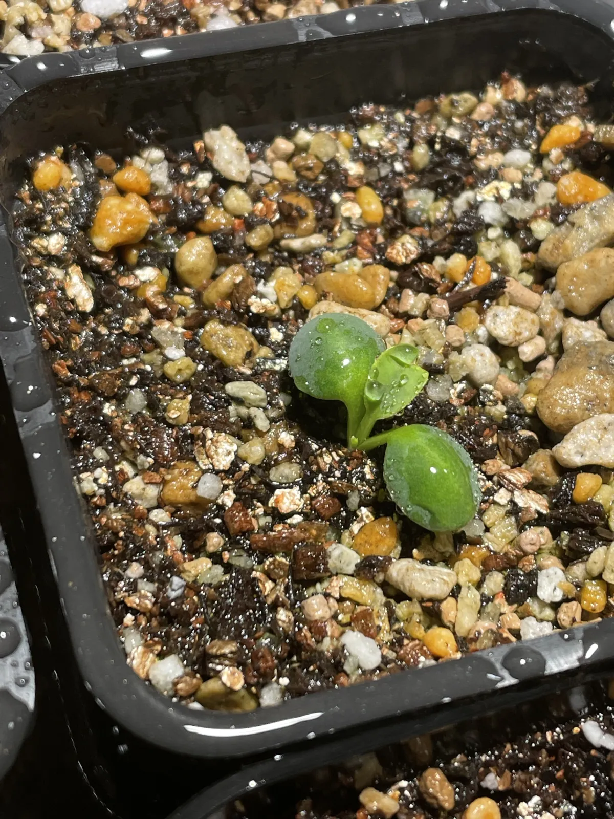 Euphorbia primulifolia (ユーフォルビア プリムリフォリア)