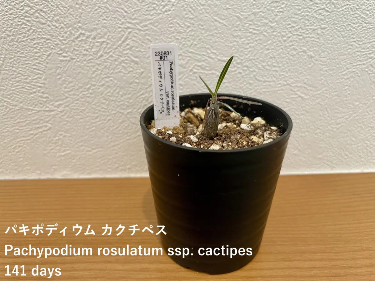 Pachypodium rosulatum ssp. cactipes (パキポディウム カクチペス)