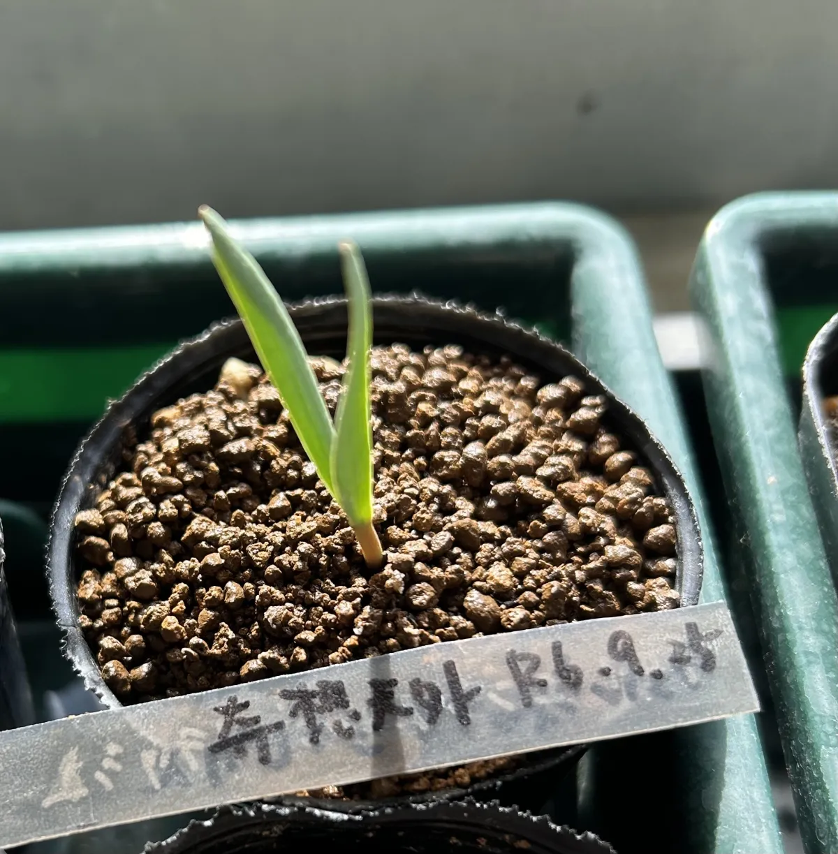 Welwitschia mirabilis ([無料種子/発芽難ロット] ウェルウィッチア ミラビリス 奇想天外)